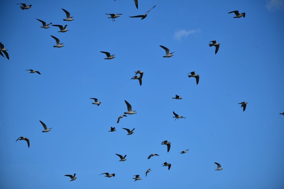 flock of birds preview