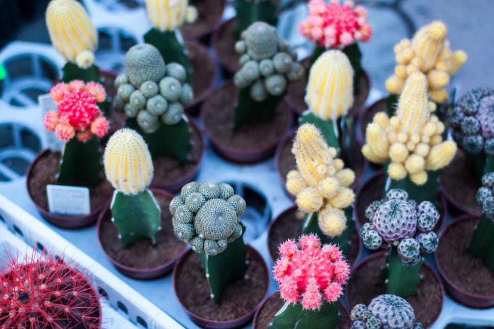 Different Types of Cactus preview