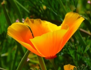 Iceland Poppy, Papaver Nudicaule, flower, petal thumbnail