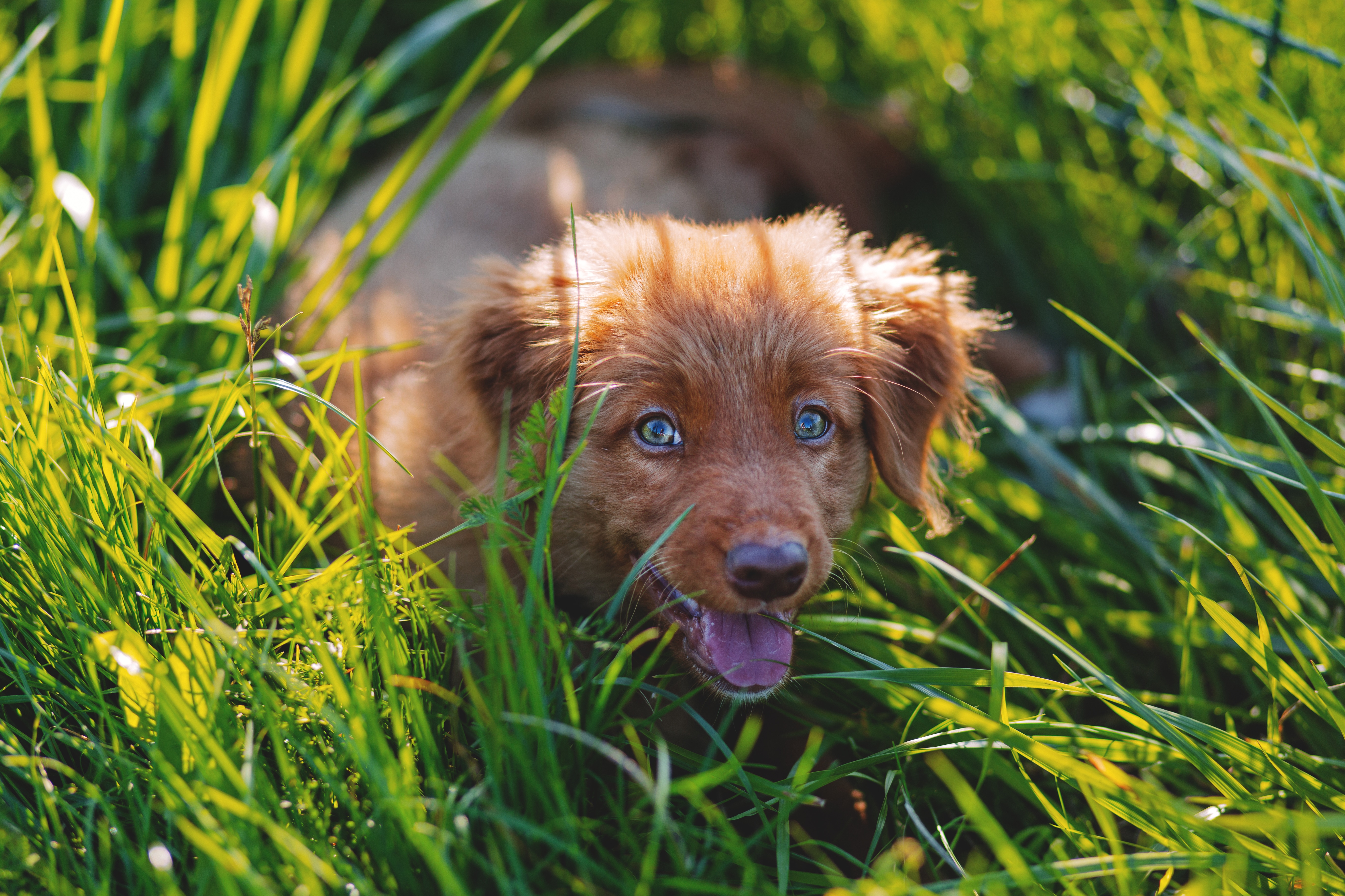 Dark Golden Retriever Puppy Free Image Peakpx