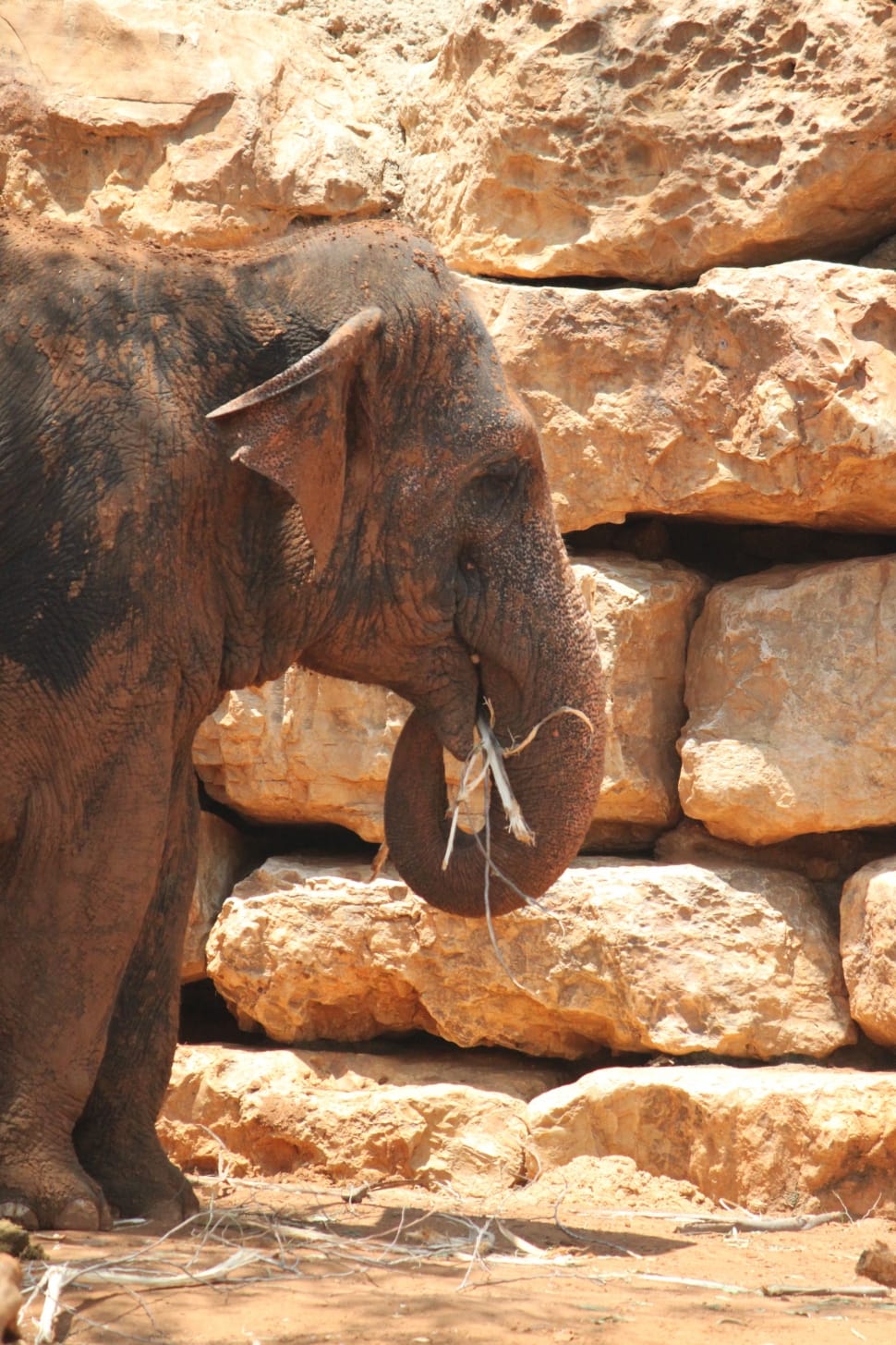 Elephants, Animals, Elephant, Mammals, one animal, rock - object preview
