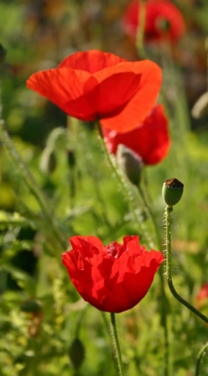 macro shot of red flower thumbnail