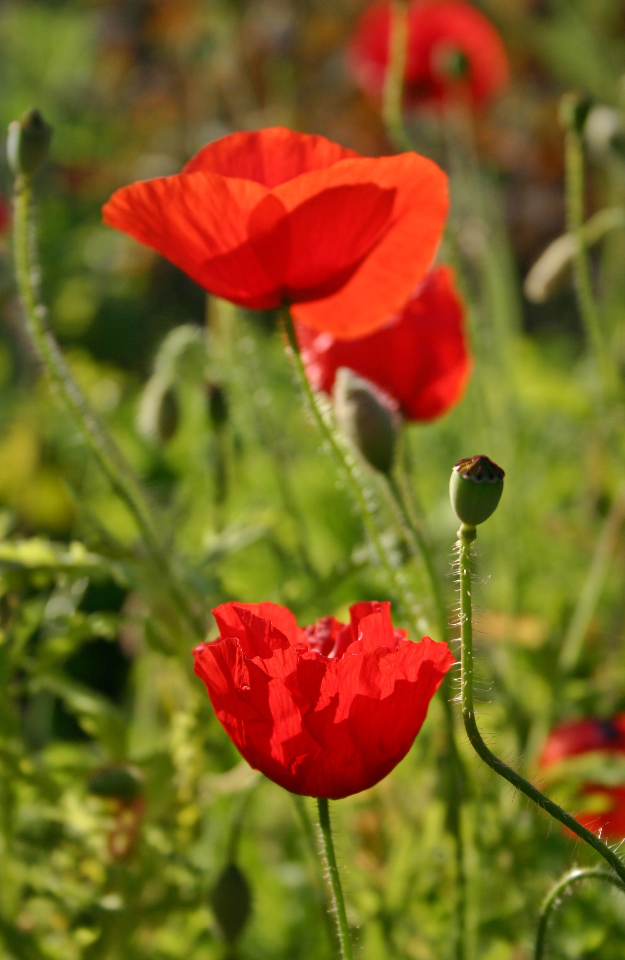 macro shot of red flower
