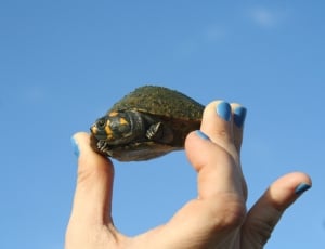 small black yellow and green turtle thumbnail