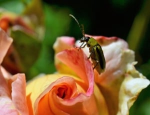 Close, Rose, Insect, Green Beetle, flower, petal thumbnail