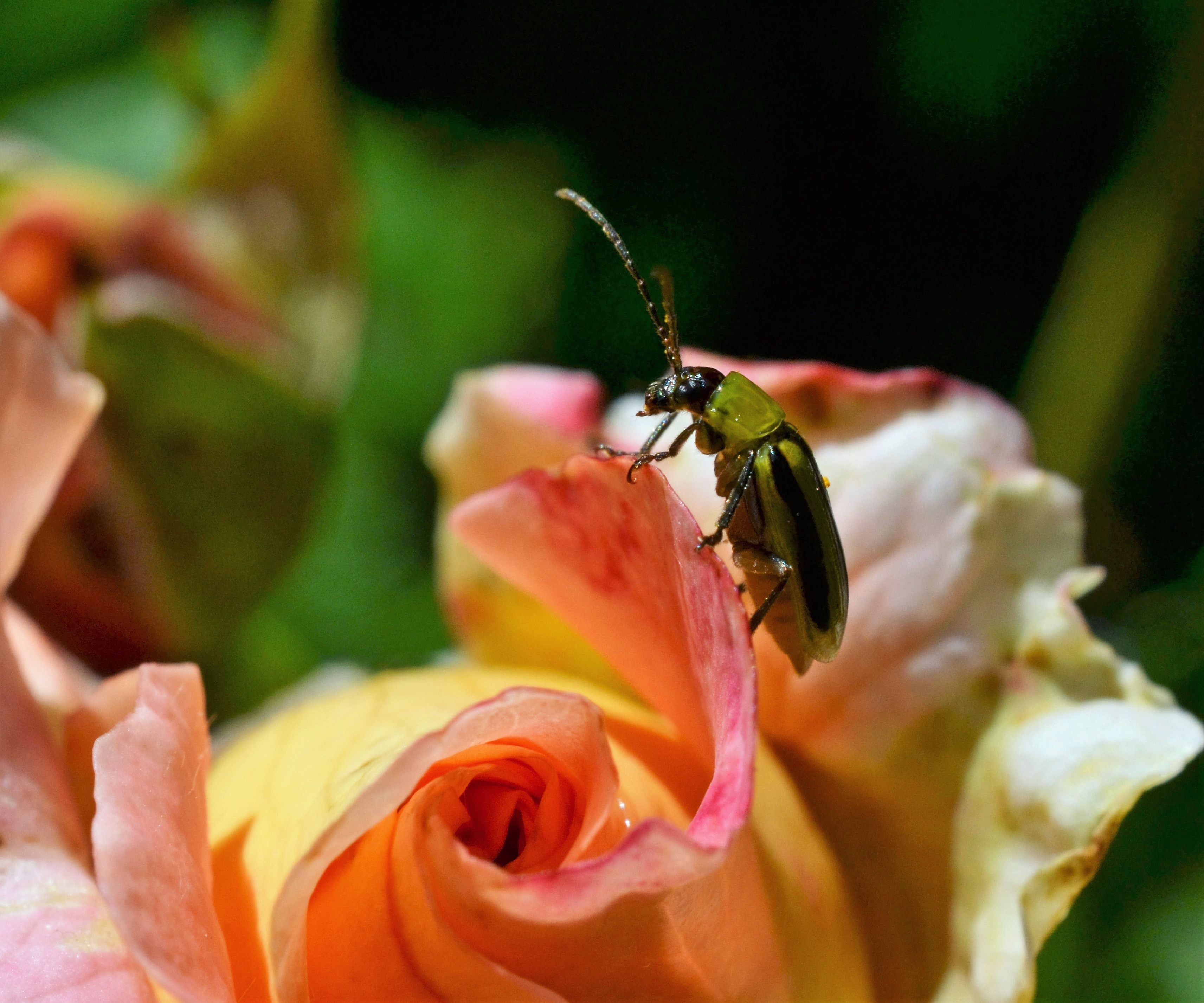 Close, Rose, Insect, Green Beetle, flower, petal