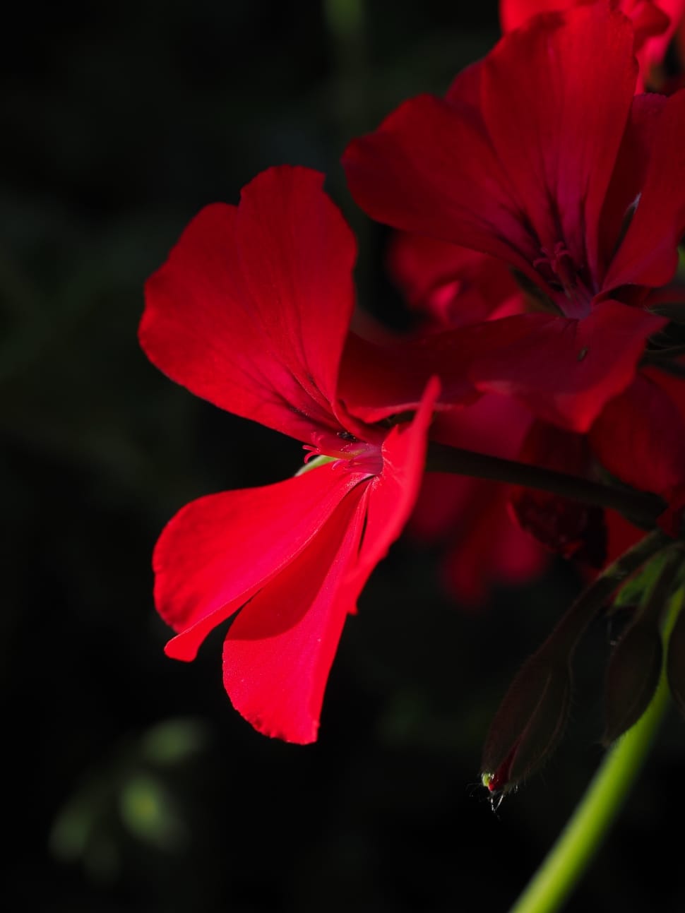 red geranium preview