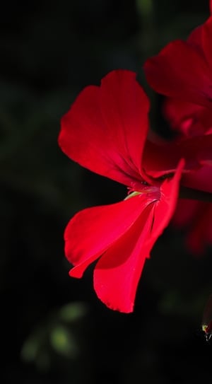 red geranium thumbnail