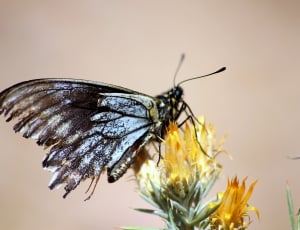 grey and black butterfly thumbnail