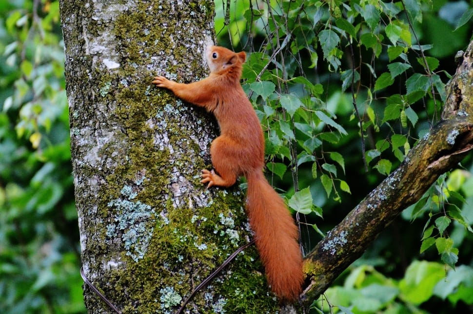 brown squirrel climbing on tree preview