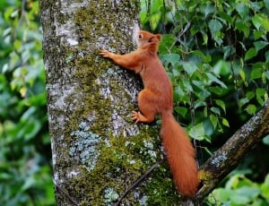 brown squirrel climbing on tree thumbnail
