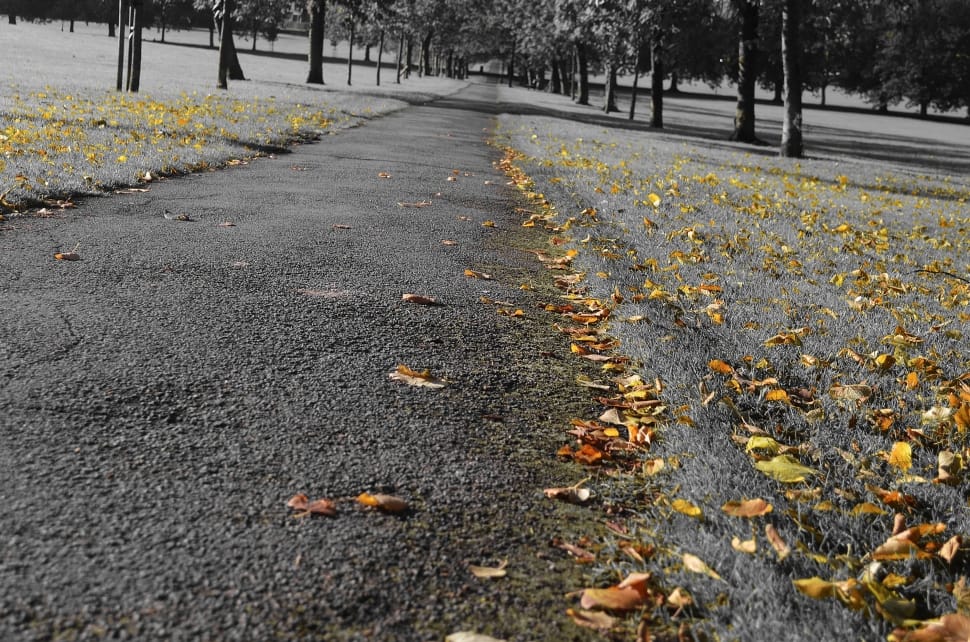dried leaves on asphalt road preview