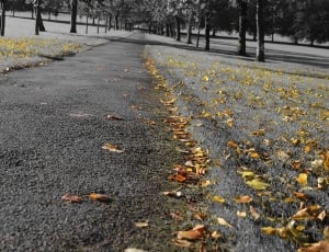 dried leaves on asphalt road thumbnail