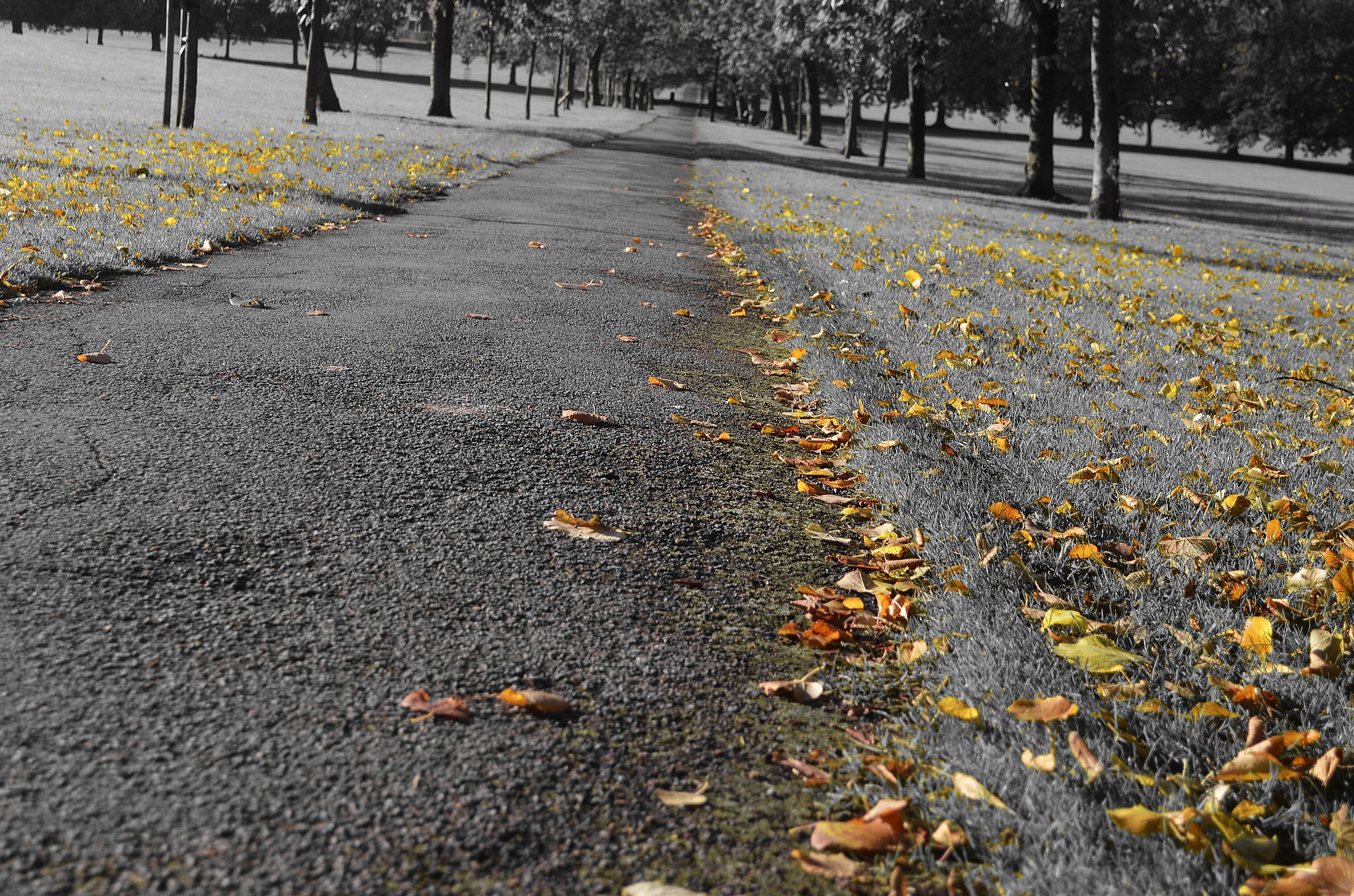 dried leaves on asphalt road