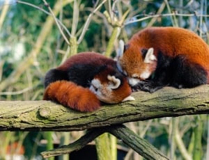 two red pandas thumbnail
