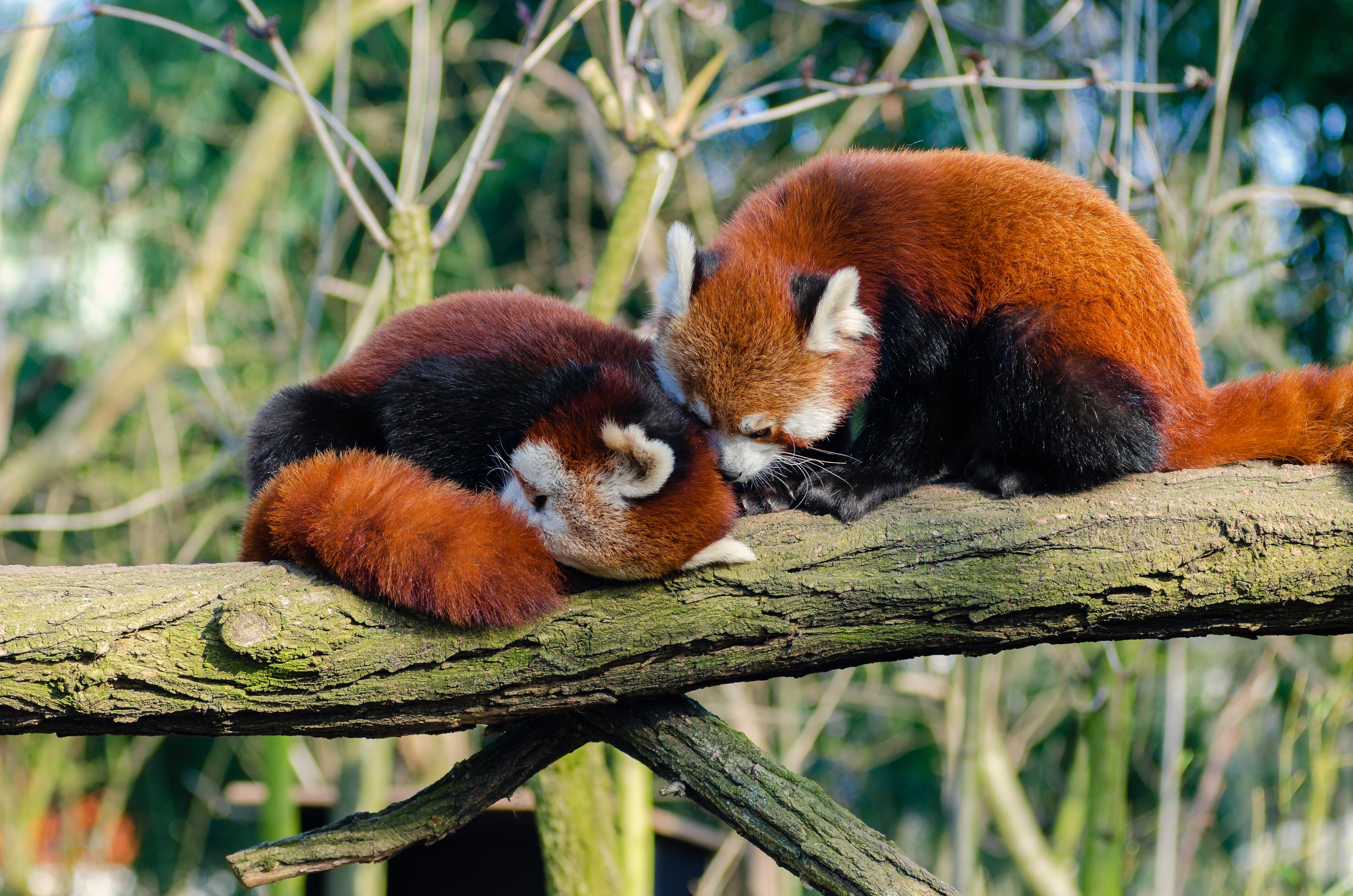 two red pandas