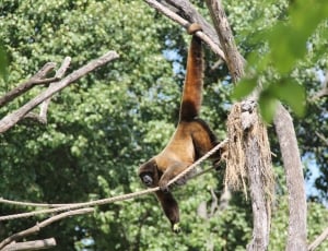 brown monkey on tree at daytime thumbnail