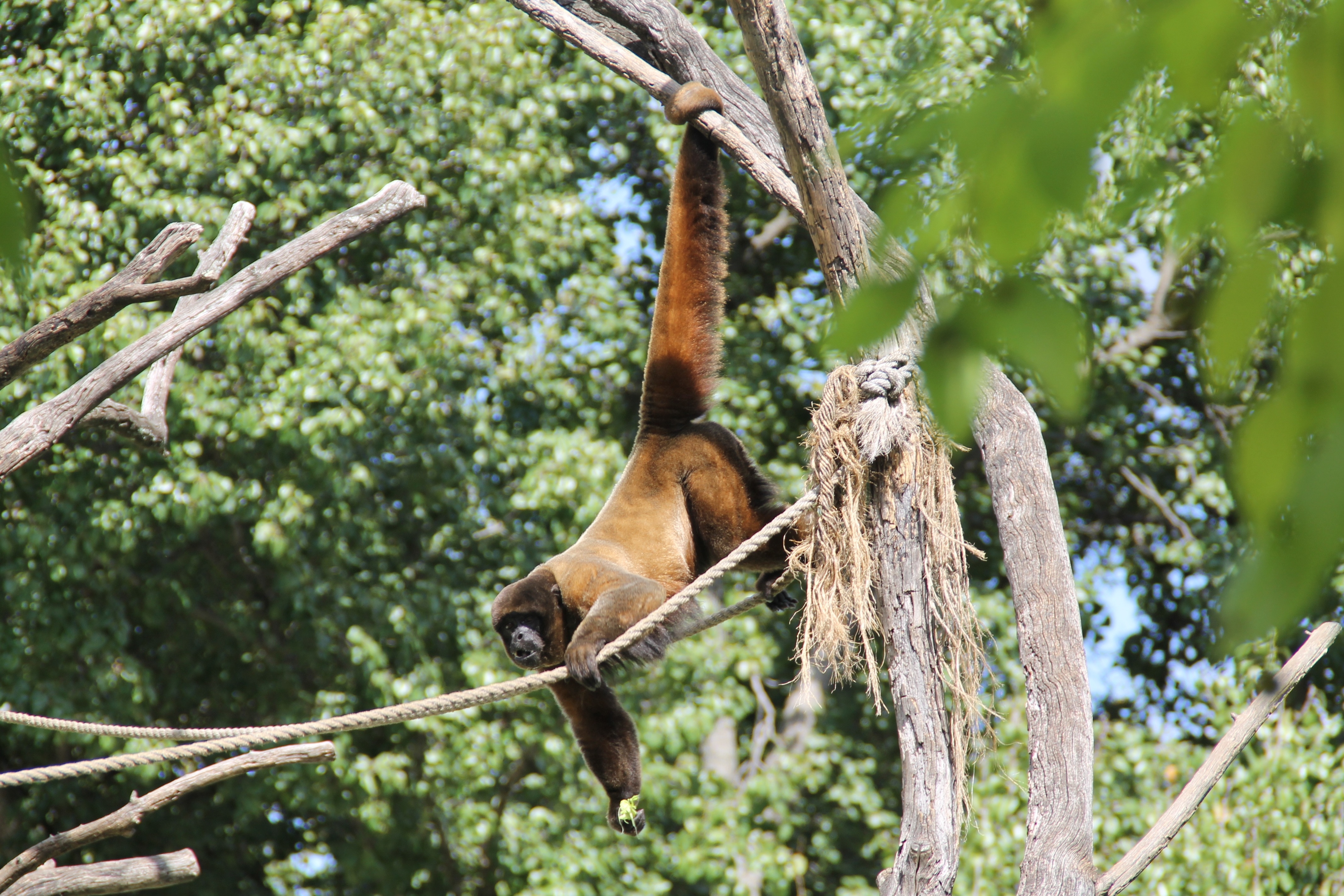 brown monkey on tree at daytime
