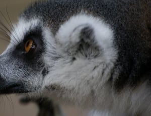 white and gray lemur thumbnail