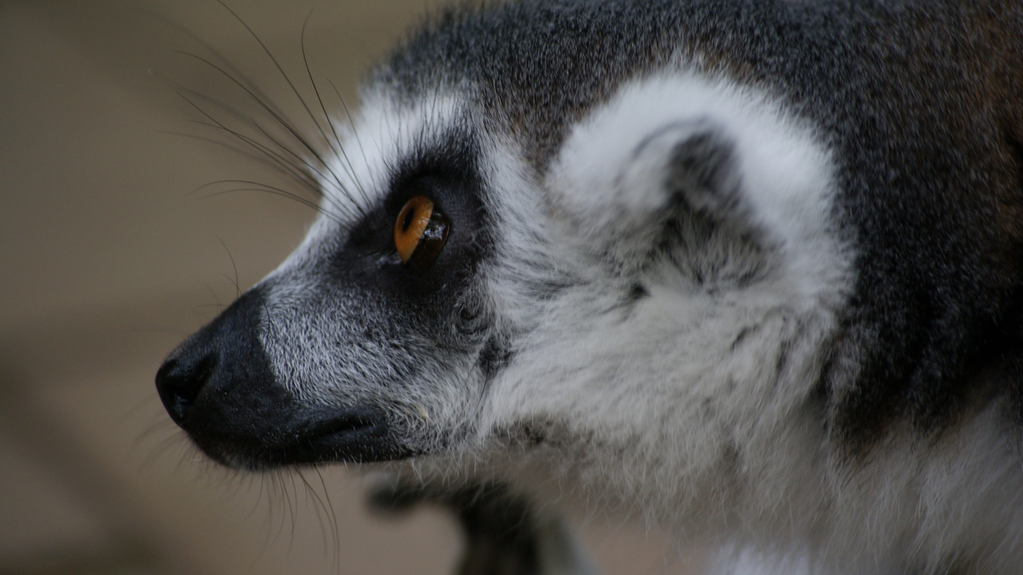 white and gray lemur