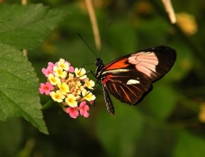 butterfly standing on flower thumbnail