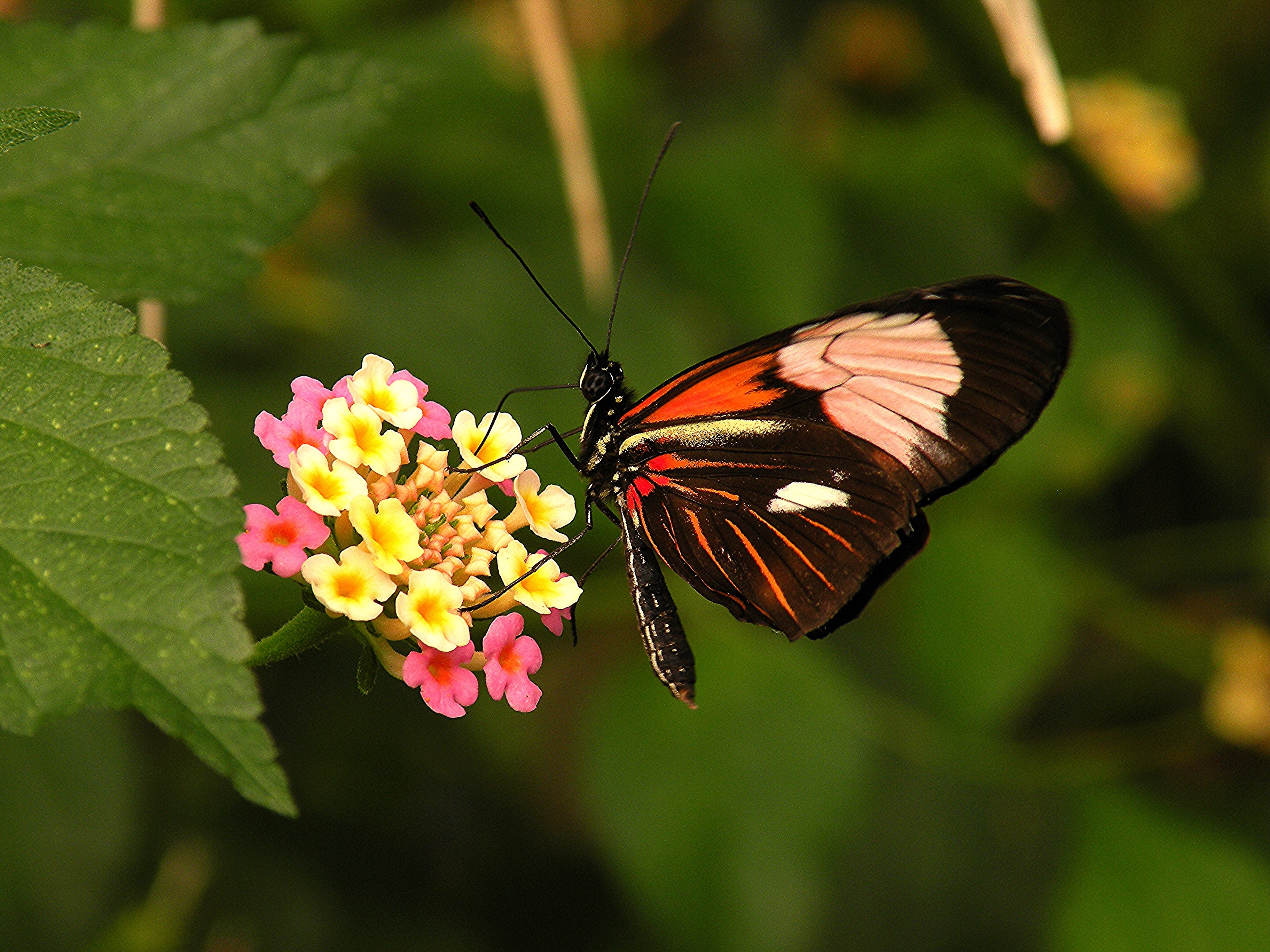 butterfly standing on flower