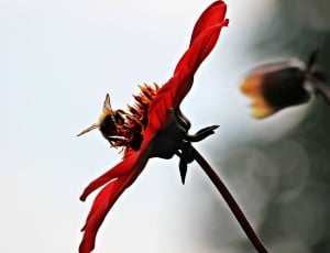 honey bee perched in red flower thumbnail