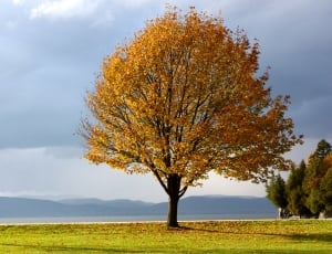 orange and yellow tree near green grasses during cloudy thumbnail