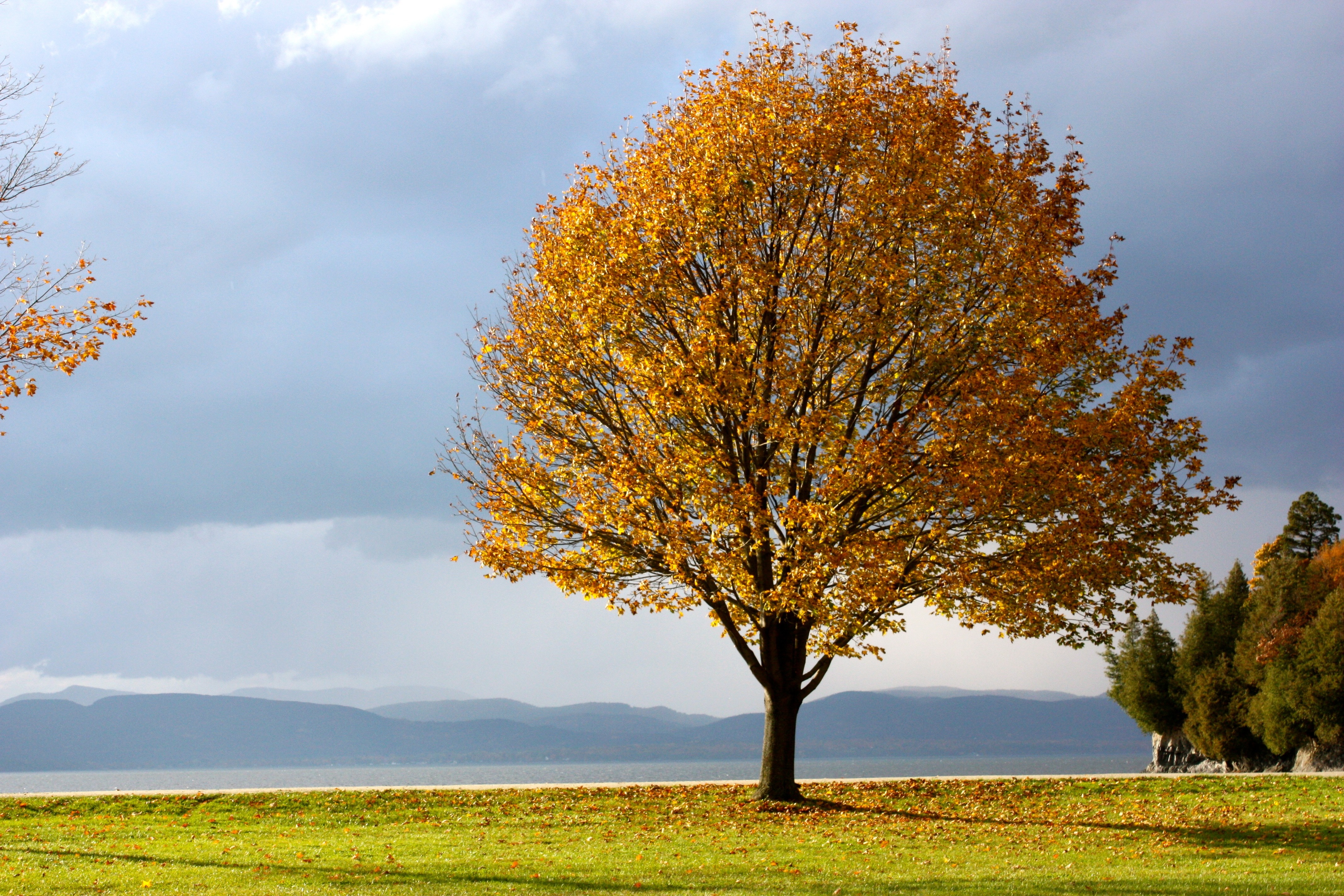 orange and yellow tree near green grasses during cloudy