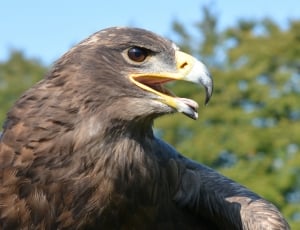 grey and brown eagle thumbnail
