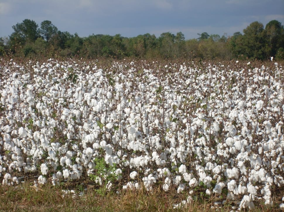 Harvest, Cotton, Textile, Plant, Field, agriculture, nature preview