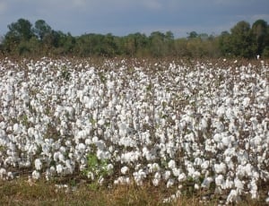 Harvest, Cotton, Textile, Plant, Field, agriculture, nature thumbnail