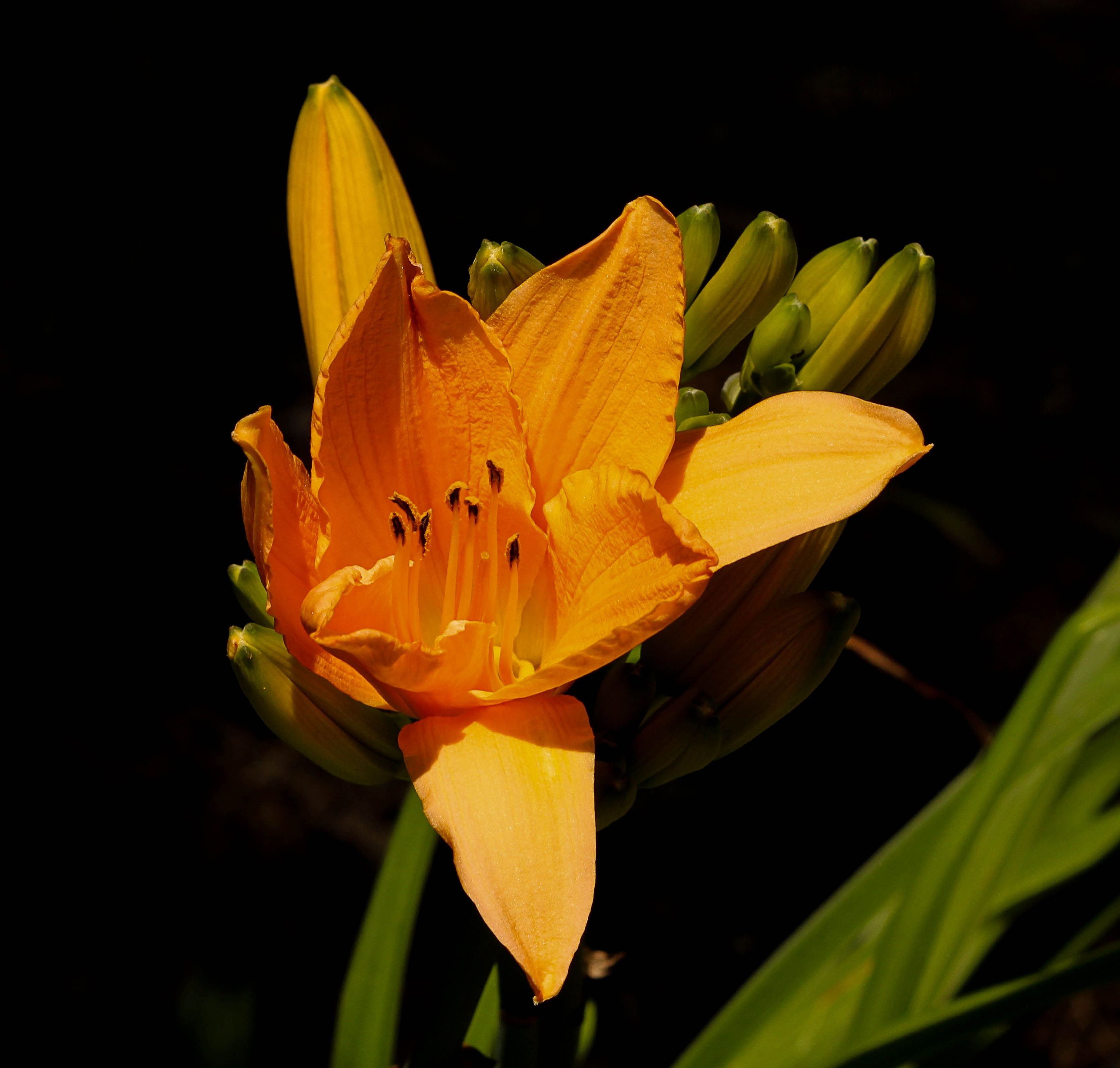 orange petaled flower