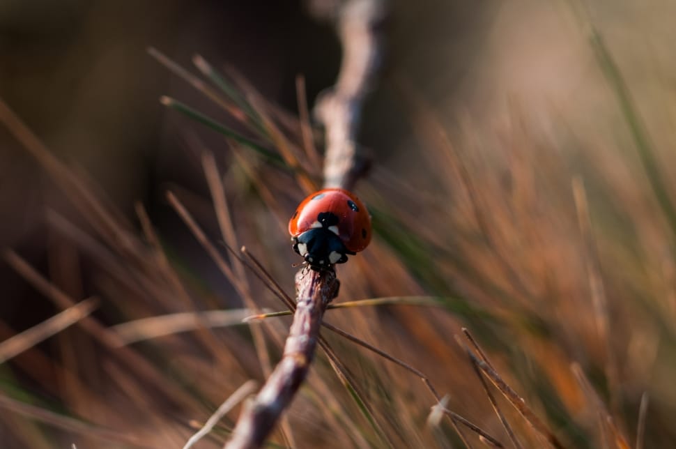 red and black lady bug on brown stick during daytime preview