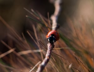 red and black lady bug on brown stick during daytime thumbnail