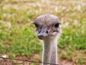 Funny, Interesting, Bird, Cute, Ostrich, animal wildlife, ostrich thumbnail