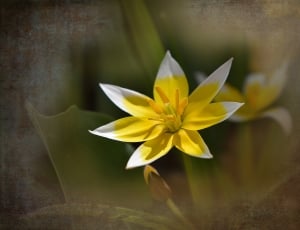 Small Star Tulip, Star Tulip, Flower, flower, fragility thumbnail
