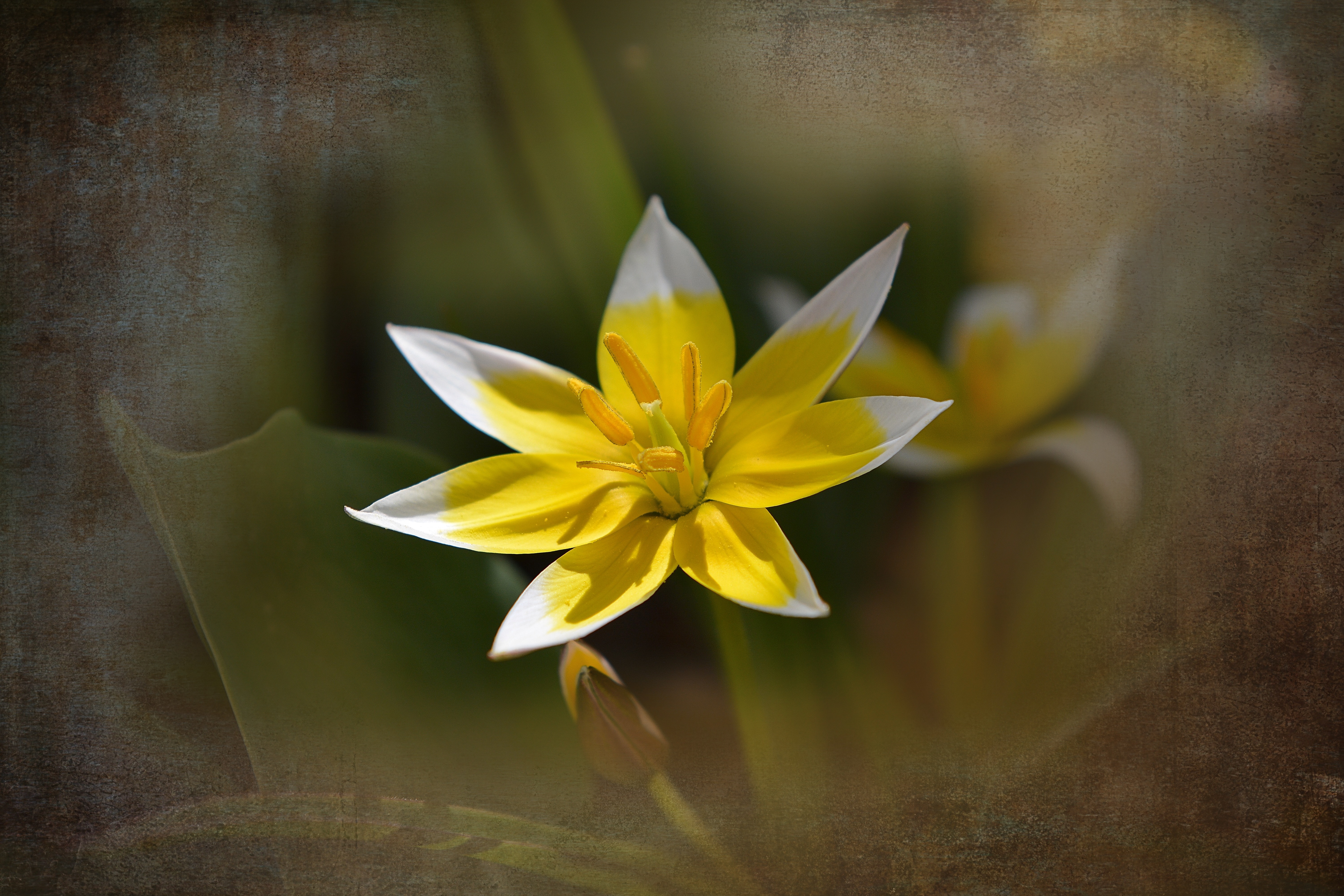 Small Star Tulip, Star Tulip, Flower, flower, fragility