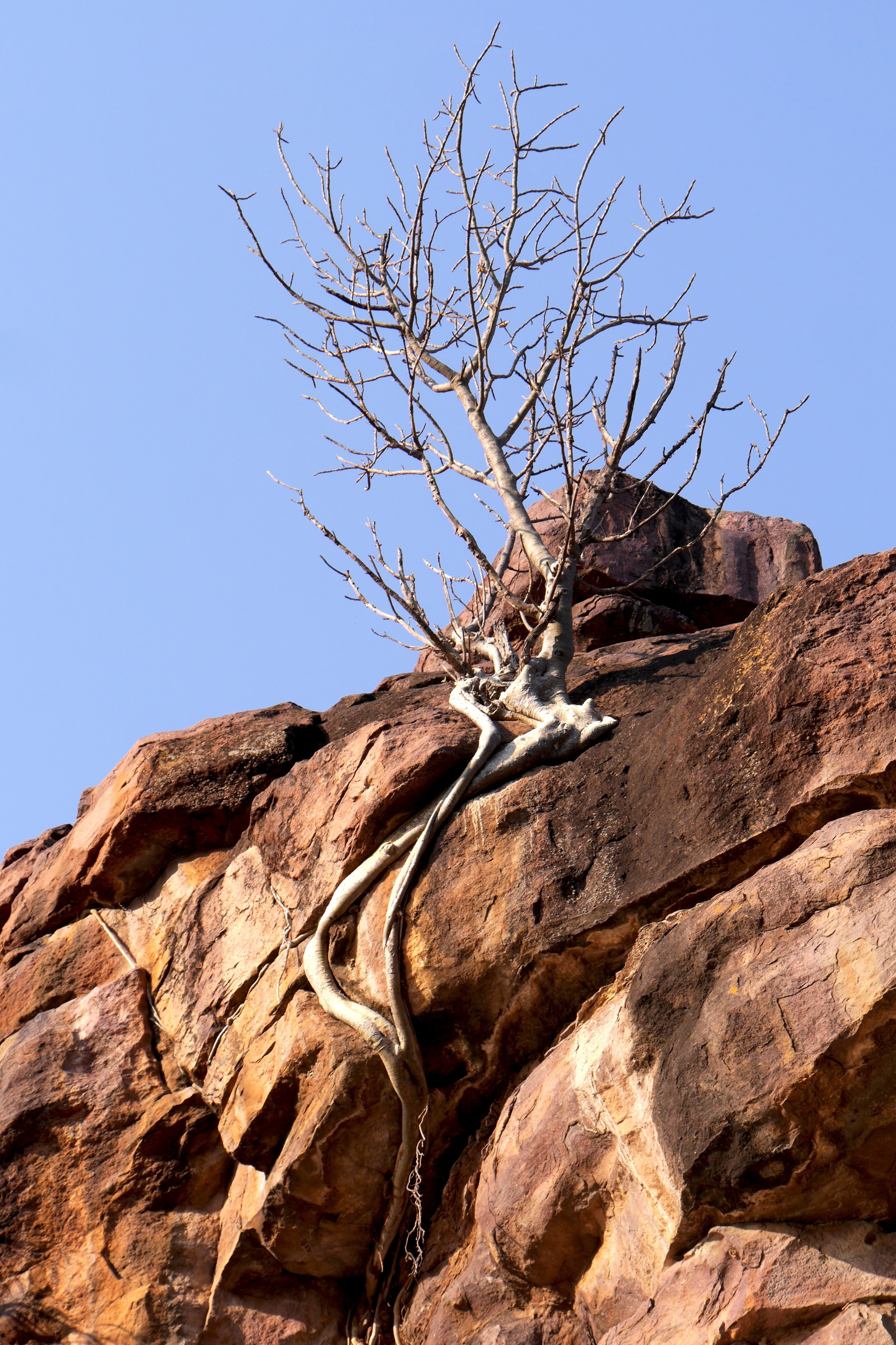 Rock tree. Дерево на Камне. Утёс под деревом. Рок на природе. Дерево рока.