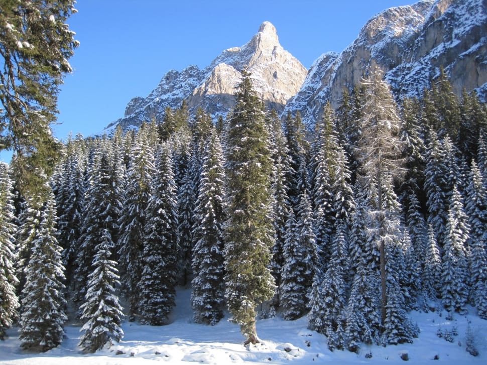 pine tree forest covered in snow preview