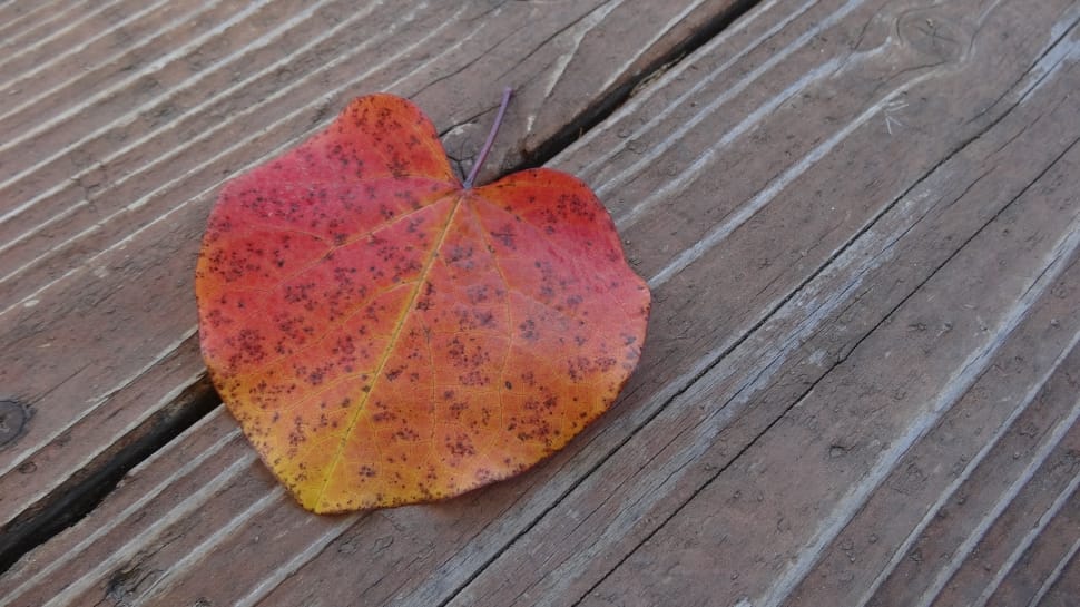 red cordate leaf preview