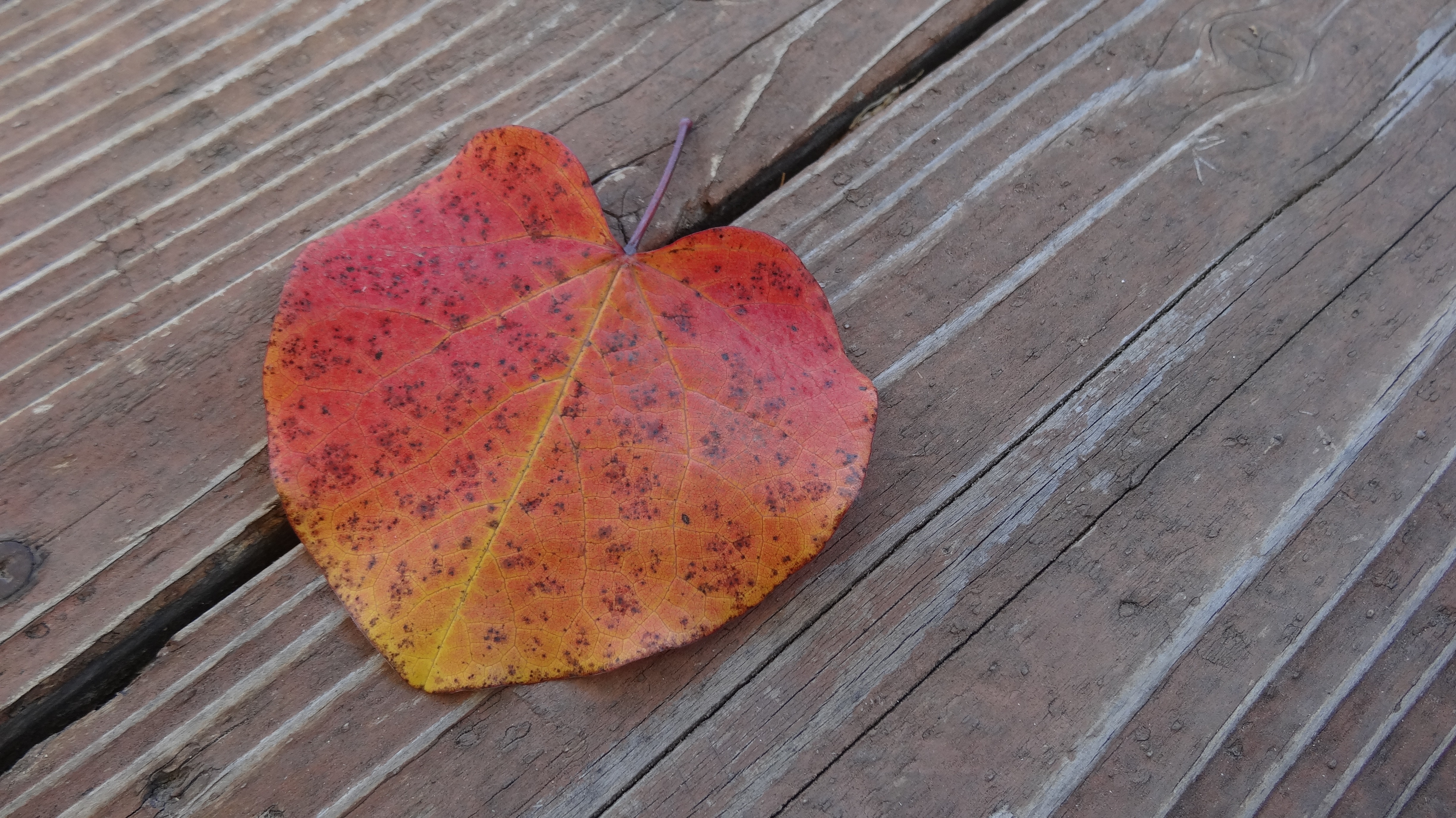 red cordate leaf