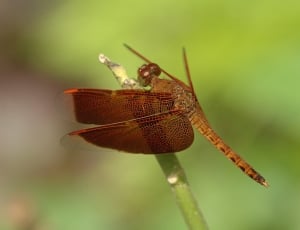 Neurothemis, Dragonfly, Insect, Close-Up, one animal, animal themes thumbnail