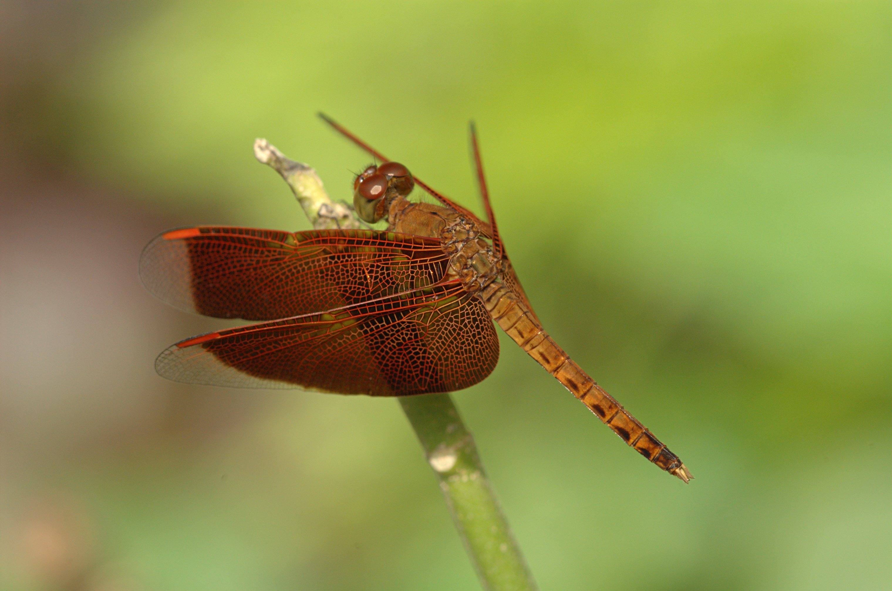 Neurothemis, Dragonfly, Insect, Close-Up, one animal, animal themes