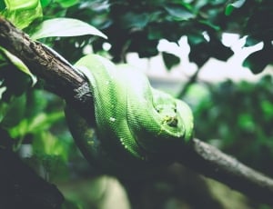 green scaled snake thumbnail