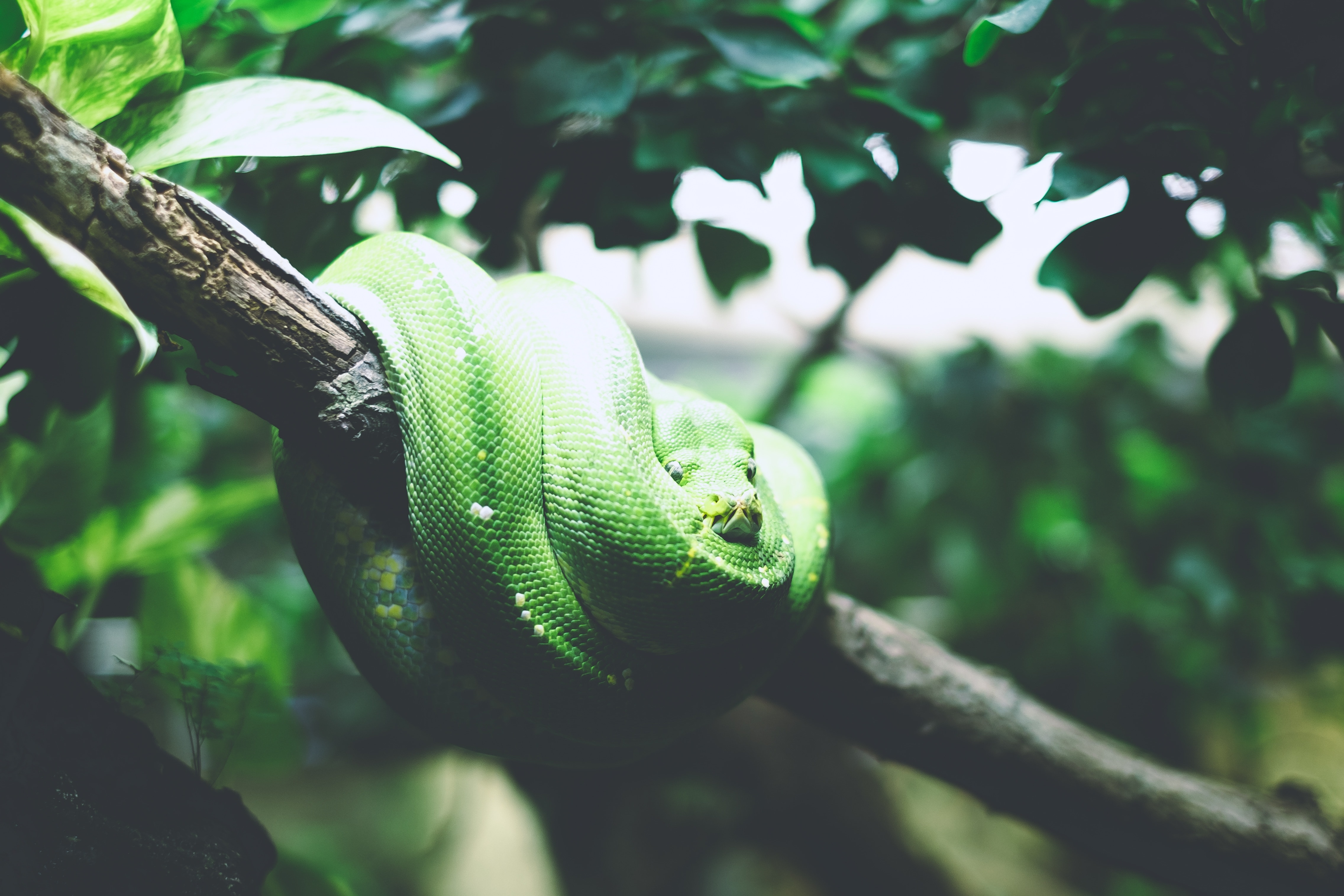 green scaled snake