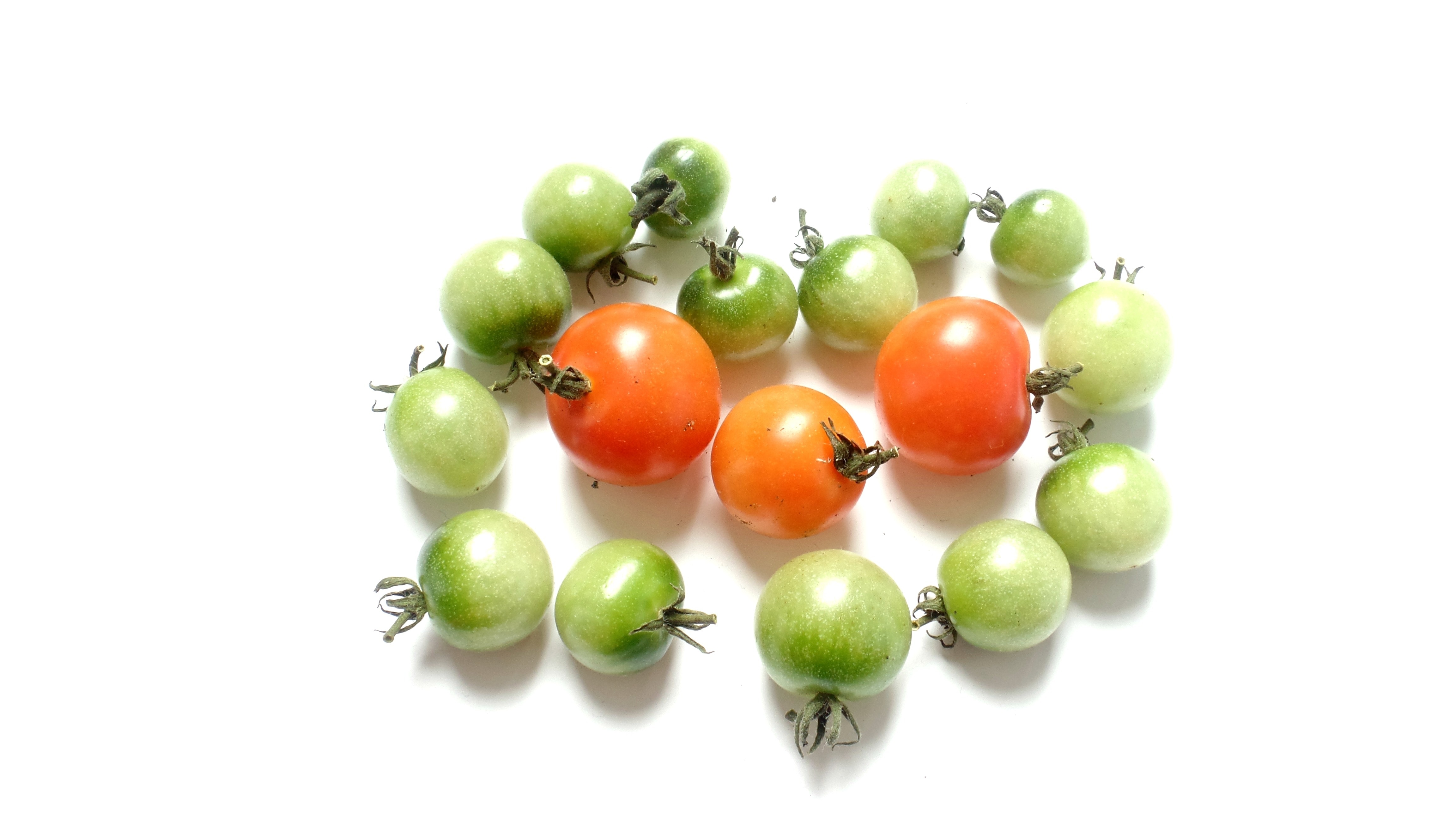 green and orange tomatoes