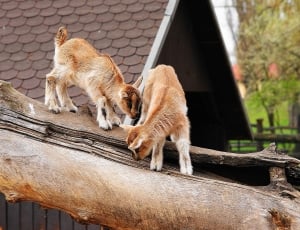 two brown goat kids on brown wooden tree thumbnail