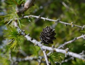 black pine cone thumbnail