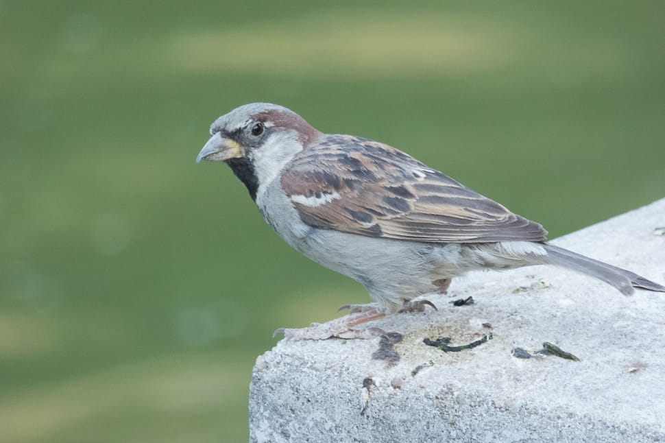sparrow bird preview